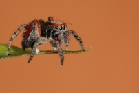 Une saltique. Un mle (Araneae - Salticidae - Saitis barbipes)